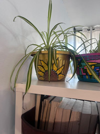 Spider and dragon plants 