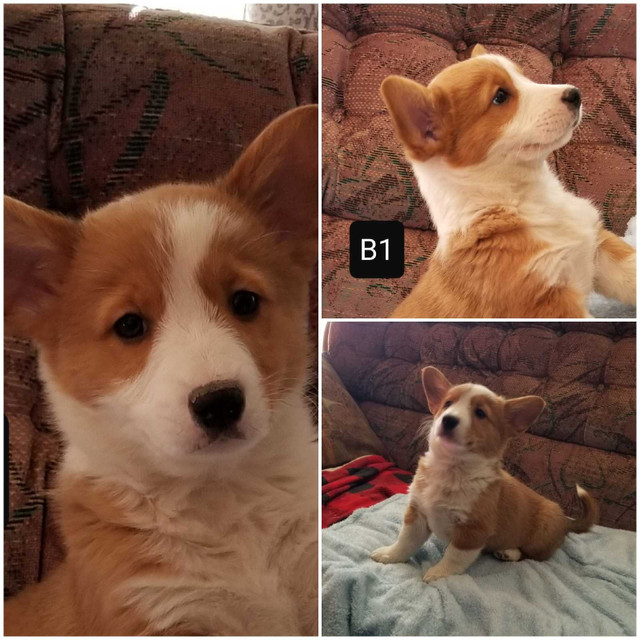Cowboy Corgi x Fluffy Corgi in Dogs & Puppies for Rehoming in Swift Current