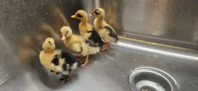 I have Ancona ducklings available The first ones were Hatched Dec 2nd. And a couple more hatches fol...