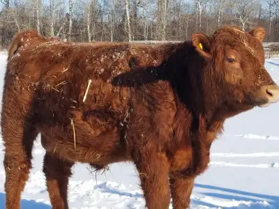 Pure Bred Yearling Red Angus Bulls, View more