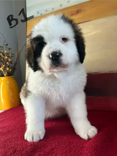 St BERNARD pups, View more