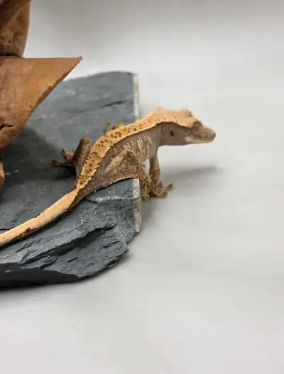 Crested Geckos*IMPORT LINEAGE* TRADES?, View more