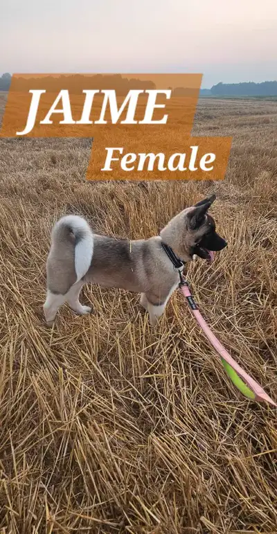 Canadian Kennel Club registered American Akita pup, View more