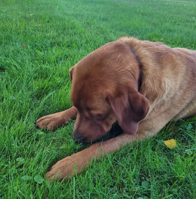 AKC Registered Red Fox Lab in Dogs & Puppies for Rehoming in Owen Sound - Image 4