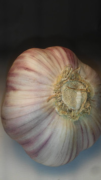 Ail de printemps bio/ Organic Spring Garlic Bulbs