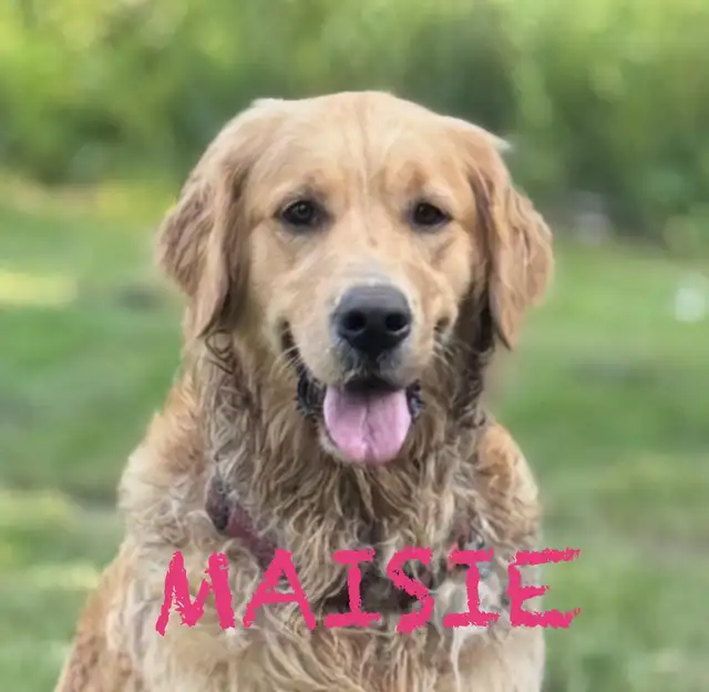 LAST TWO AVAILABLE! Golden Retriever / Labrador puppies in Dogs & Puppies for Rehoming in London - Image 4
