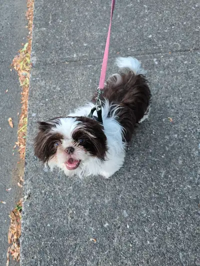 prêts a partir ! shih tzu PURS enregistrés CKC , View more