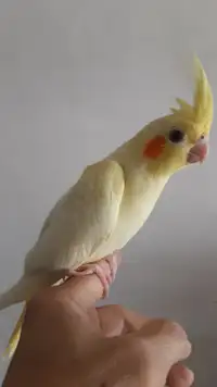 HAND RAISED BABY COCKATIEL AND CAGE FOR SALES