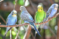 Budgies For Sale