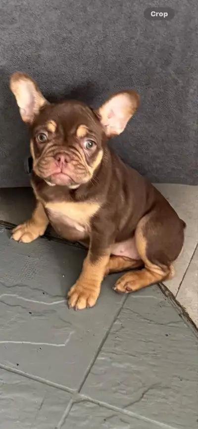 This beautiful little girl is looking for her furever home. She’s so sweet and loving! Raised with o...