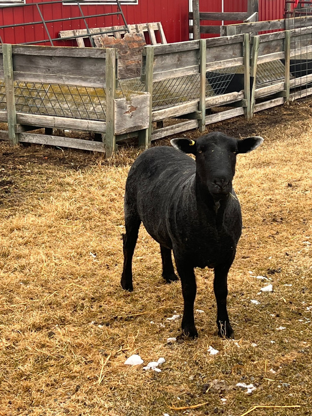 Black Suffolk Ram in Livestock in Edmonton - Image 4