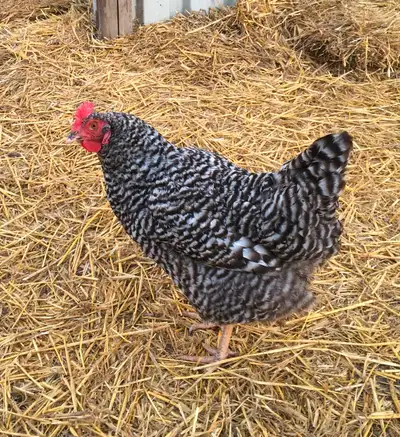 Barred Plymouth Rock Hens, View more