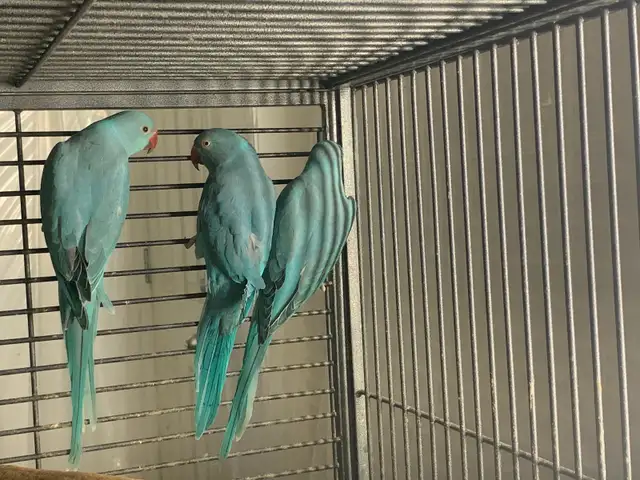 Indian Ringnecks in Birds for Rehoming in Delta/Surrey/Langley - Image 2