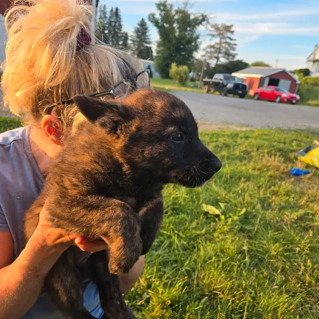 Dutch Shepherd Berger Hollandais Registered in Dogs & Puppies for Rehoming in Laval / North Shore - Image 5