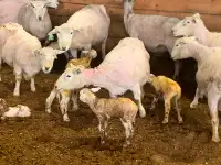 Large volume of good bottle lambs