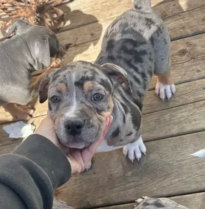 Puppies ready to go!!, View more