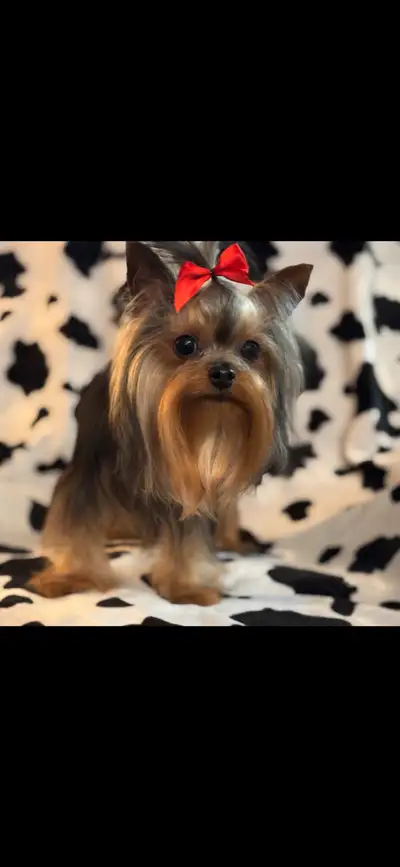 Yorkie tiny PuppyCKC Registerd, View more