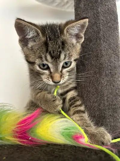 Male Kitten , View more