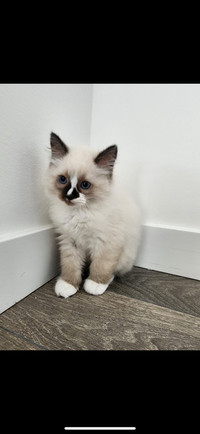 Ragdoll Kittens AND Ragdoll/Siamese **Mothers Day Special**