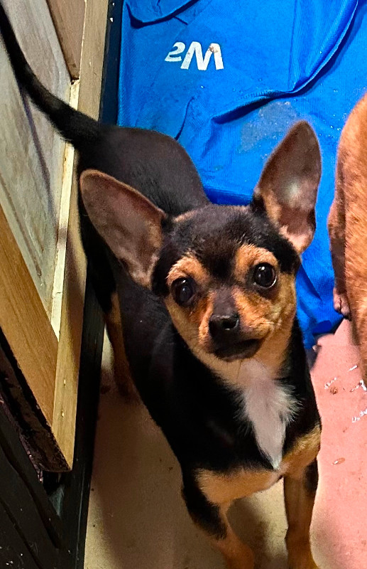Adorable dear head chihuahua in Dogs & Puppies for Rehoming in Ottawa - Image 4