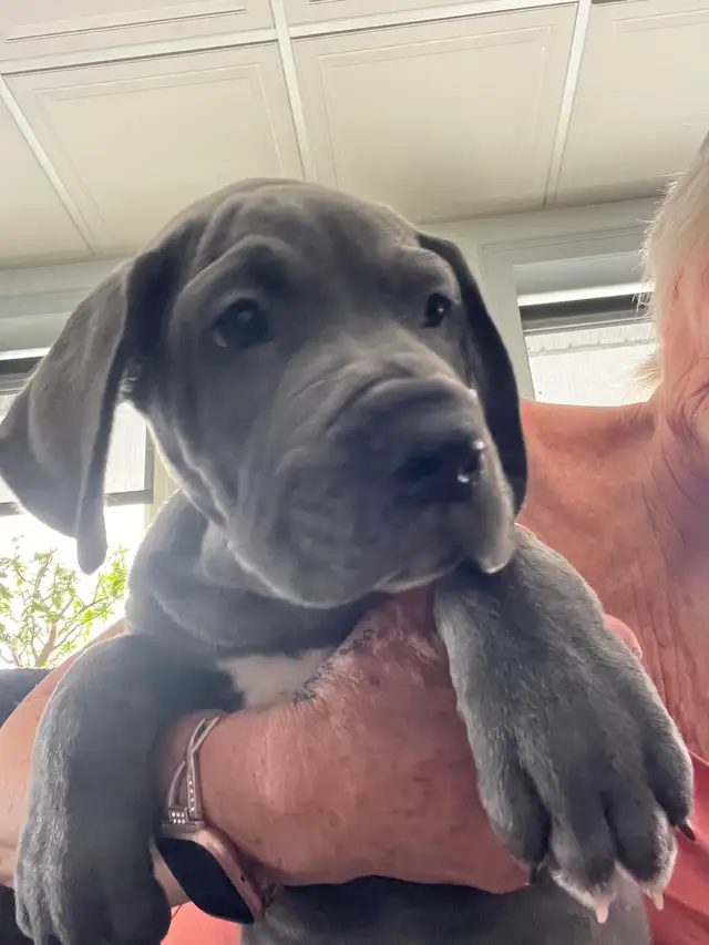 2 Pure bred Great Dane Puppies in Dogs & Puppies for Rehoming in North Bay - Image 2