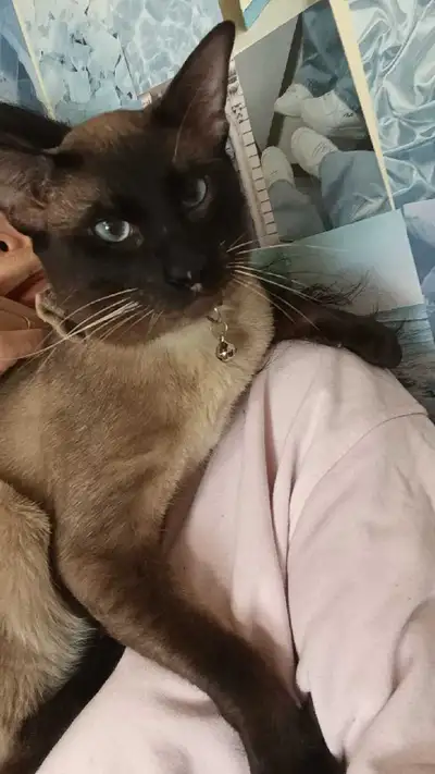 hello I have a gorgeous male third generation CHOCOLATE POINT SIAMESE I have photos of his parents a...