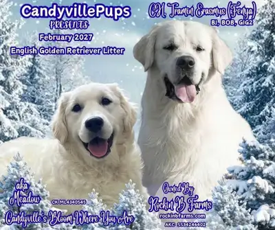 CKC English Golden Retriever puppies- Health Tested Parents, View more