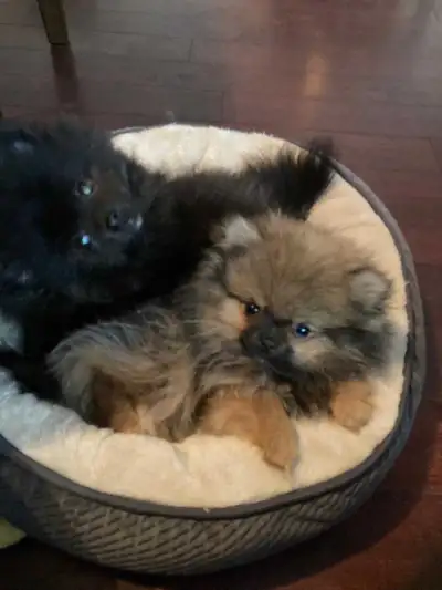 Purebred Pomeranian Puppies, View more