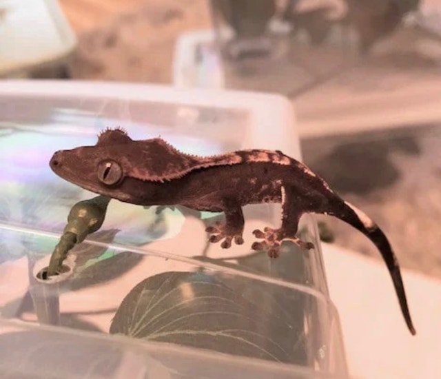 Crested gecko with terrarium and supplies Reptiles & Amphibians for