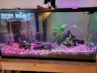 90 gallon aquarium with stand and full setup