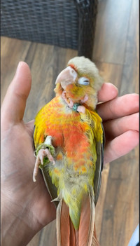 Pineapple Conure for Rehoming