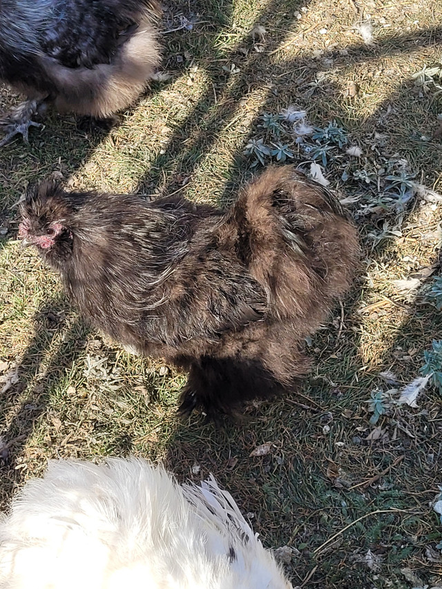 Silkie Roosters to re-home in Livestock in Red Deer - Image 3