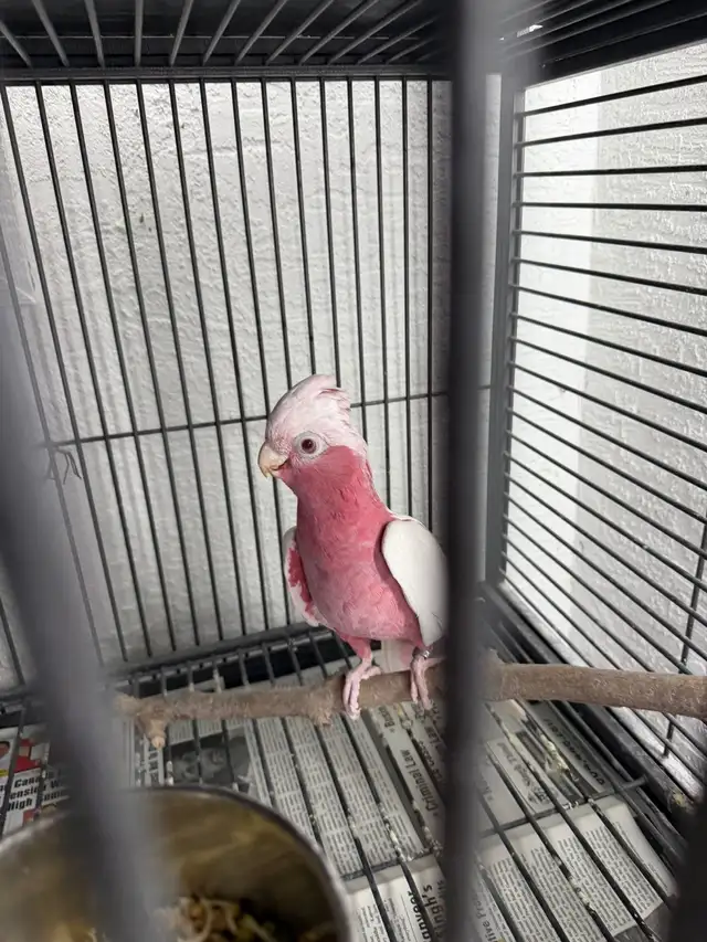 Latino Galah  Cockatoo in Birds for Rehoming in Delta/Surrey/Langley - Image 5