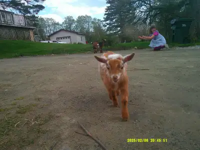Nigerian Dwarf Doeling Goat, View more