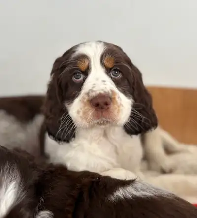 English Springer Spaniel Puppies, View more