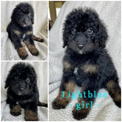 Mini Bernedoodle puppies DNA & health tested READY TO GO, View more