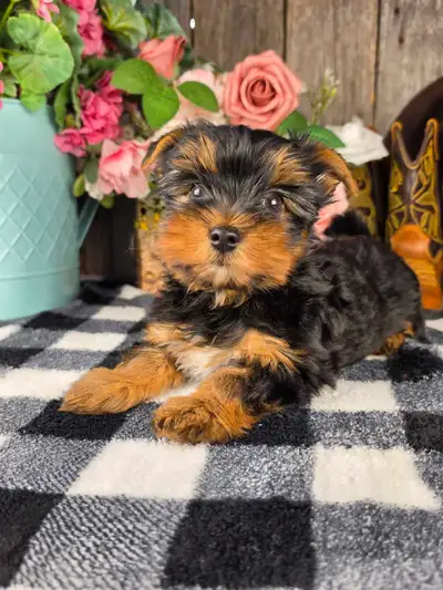 Chiot Yorkshire et chiot Morkie , View more
