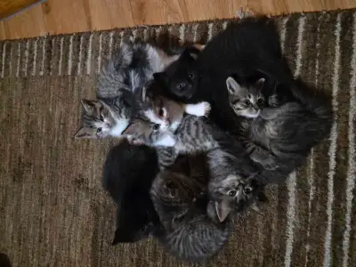 kittens for rehoming, View more
