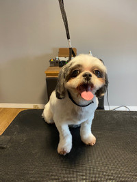 Professional dog grooming services 