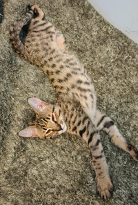 Registered Purebred, Gentle, Affectionate Savannah Kittens