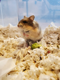 PPU-Russian Dwarf Hamster (available with or without enclosure)