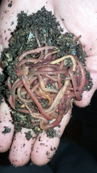 TURN KITCHEN SCRAPS into WORM CASTINGS  with Red Wiggler Worms