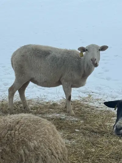 3 mature ewes, View more