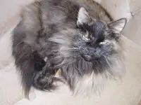 Long haired tortie