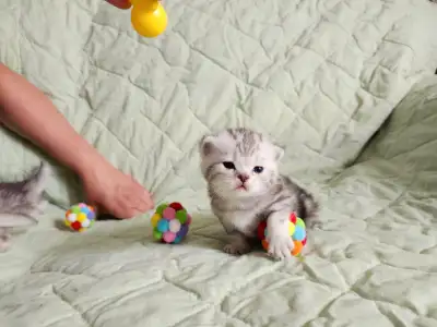 Purebred Scottish Straight Kittens We're excited to announce the arrival of 5 adorable Scottish Stra...