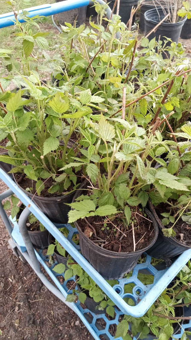Hepworth plant stand  in Plants, Fertilizer & Soil in Owen Sound - Image 2