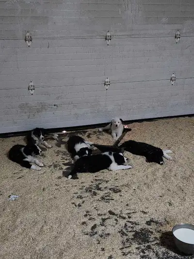 Registered Border Collie Puppies Mom and dad are both trained working stock dogs. However these bloo...
