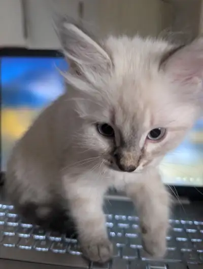 Adorable Ragdoll Kitten, View more