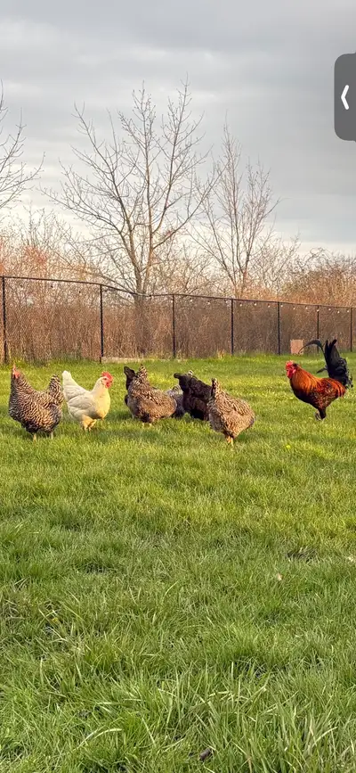 free roosters, View more