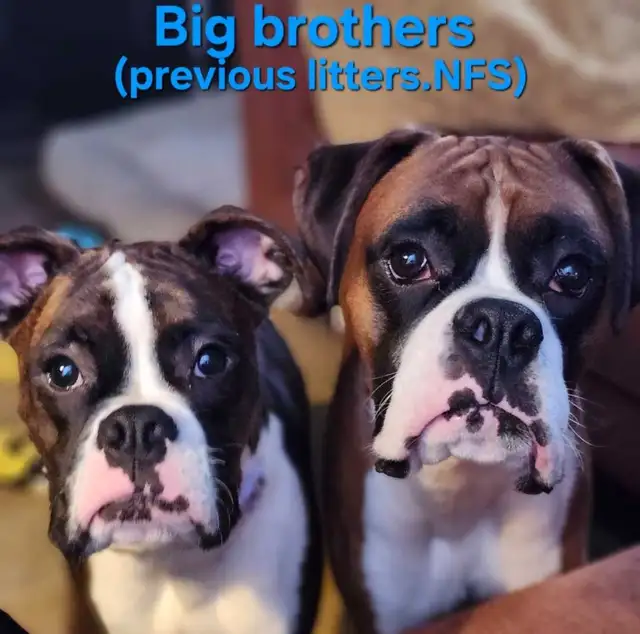 -SOLD- Flashy Brindle Female Boxer Puppy – Ready Now – Last Girl in Dogs & Puppies for Rehoming in Norfolk County - Image 11